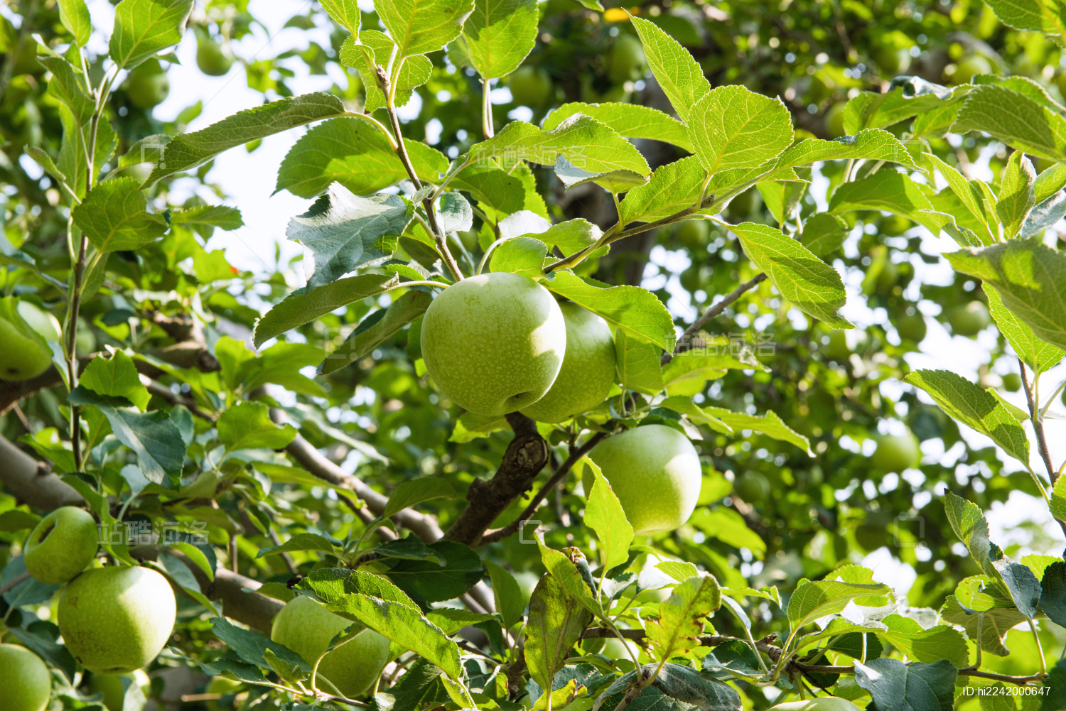 苹果树上结的青苹果