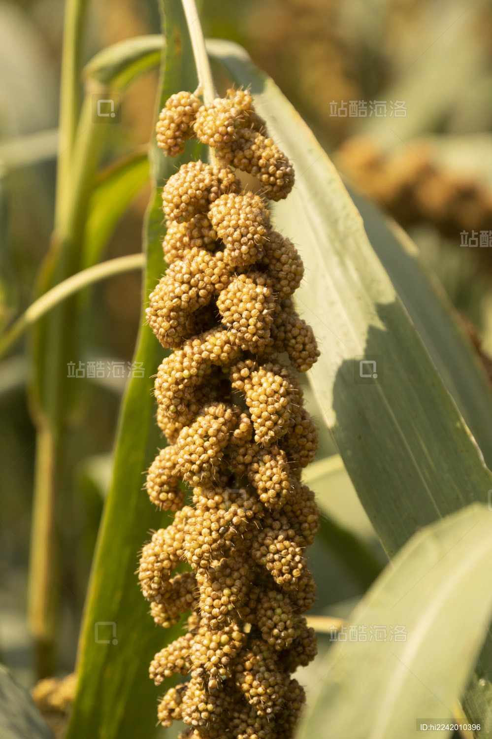 田地农作物小米谷子成熟谷穗成熟