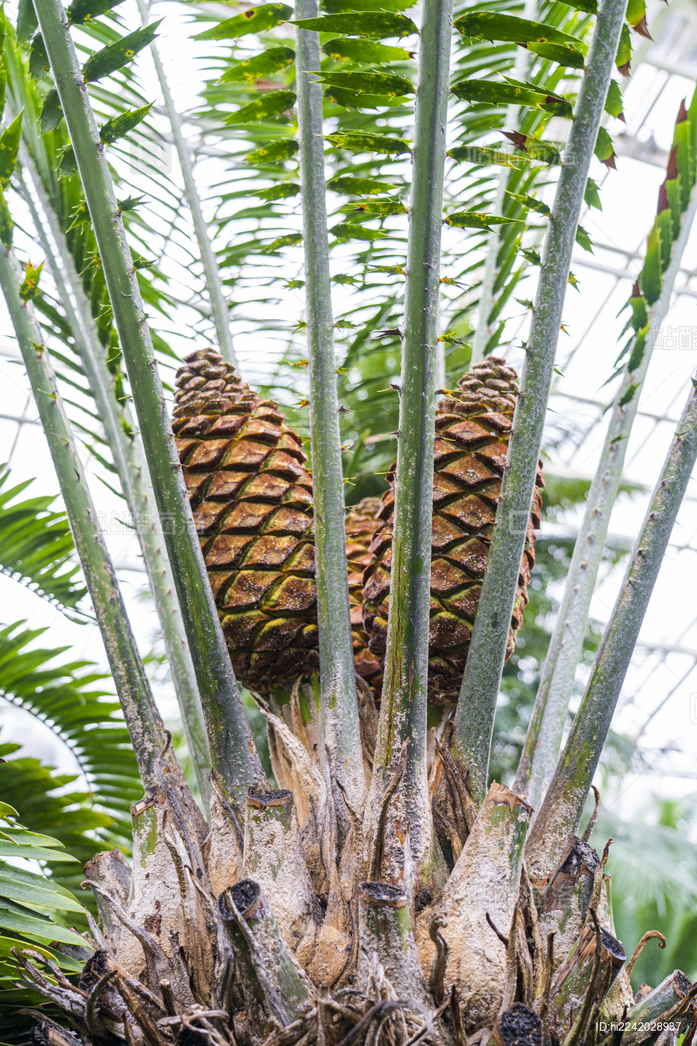 长着三个大果实的苏铁属植物
