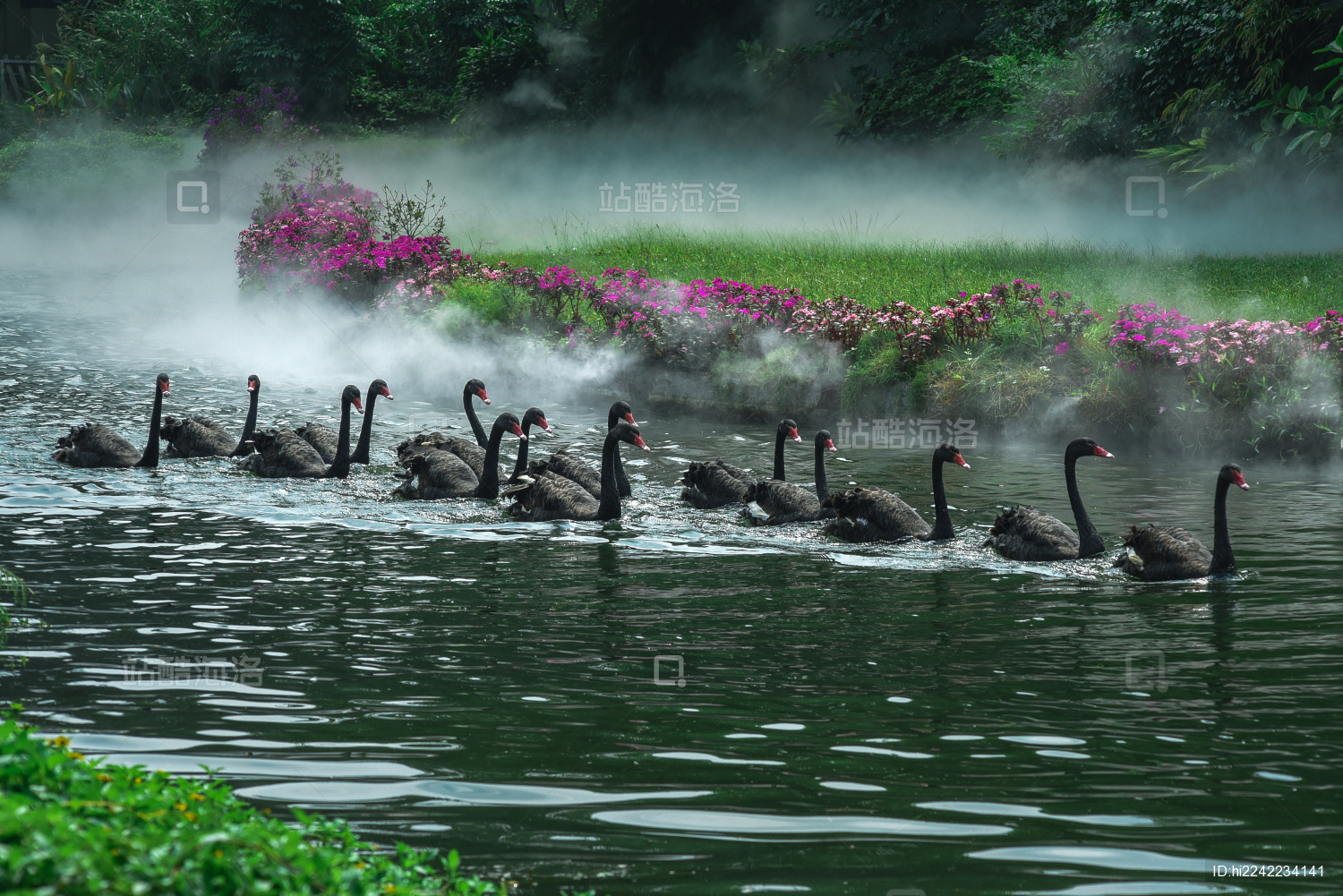 动物园的各种野生动物飞鸟群