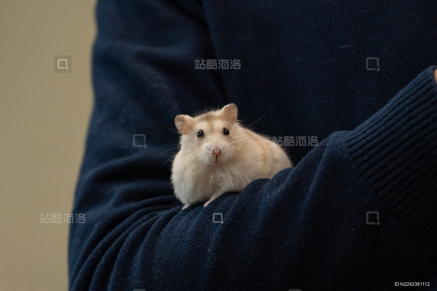 小仓鼠趴在臂弯里张望
