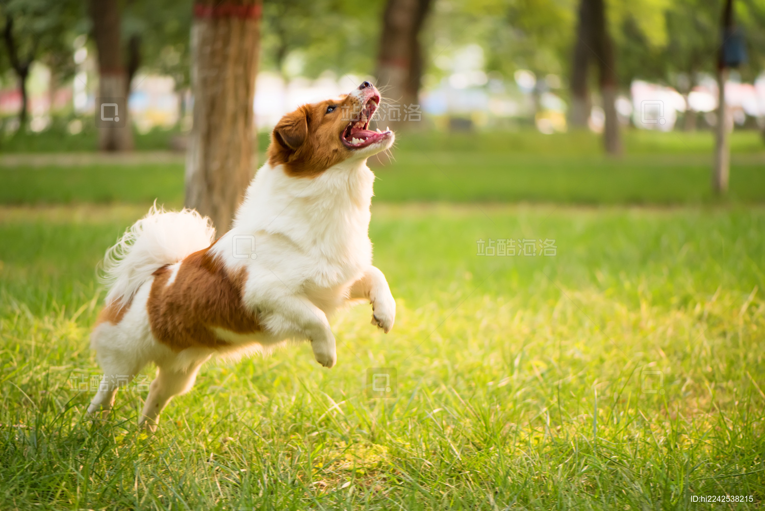 在户外草坪玩耍的宠物狗