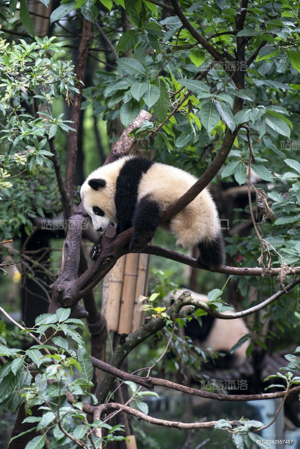 四川成都大熊猫基地野生动物呆萌可爱进食竹