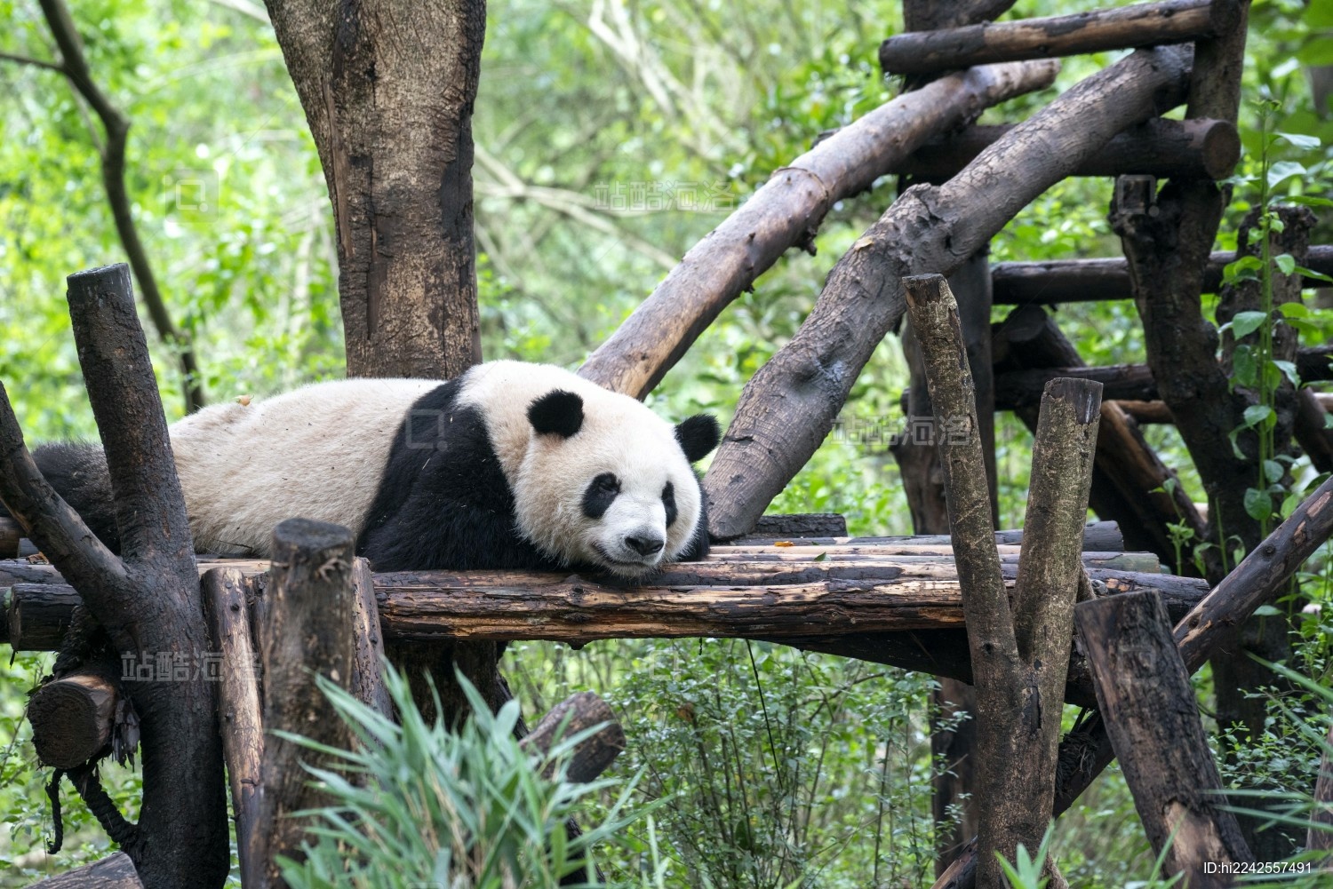 四川成都大熊猫基地野生动物呆萌可爱进食竹