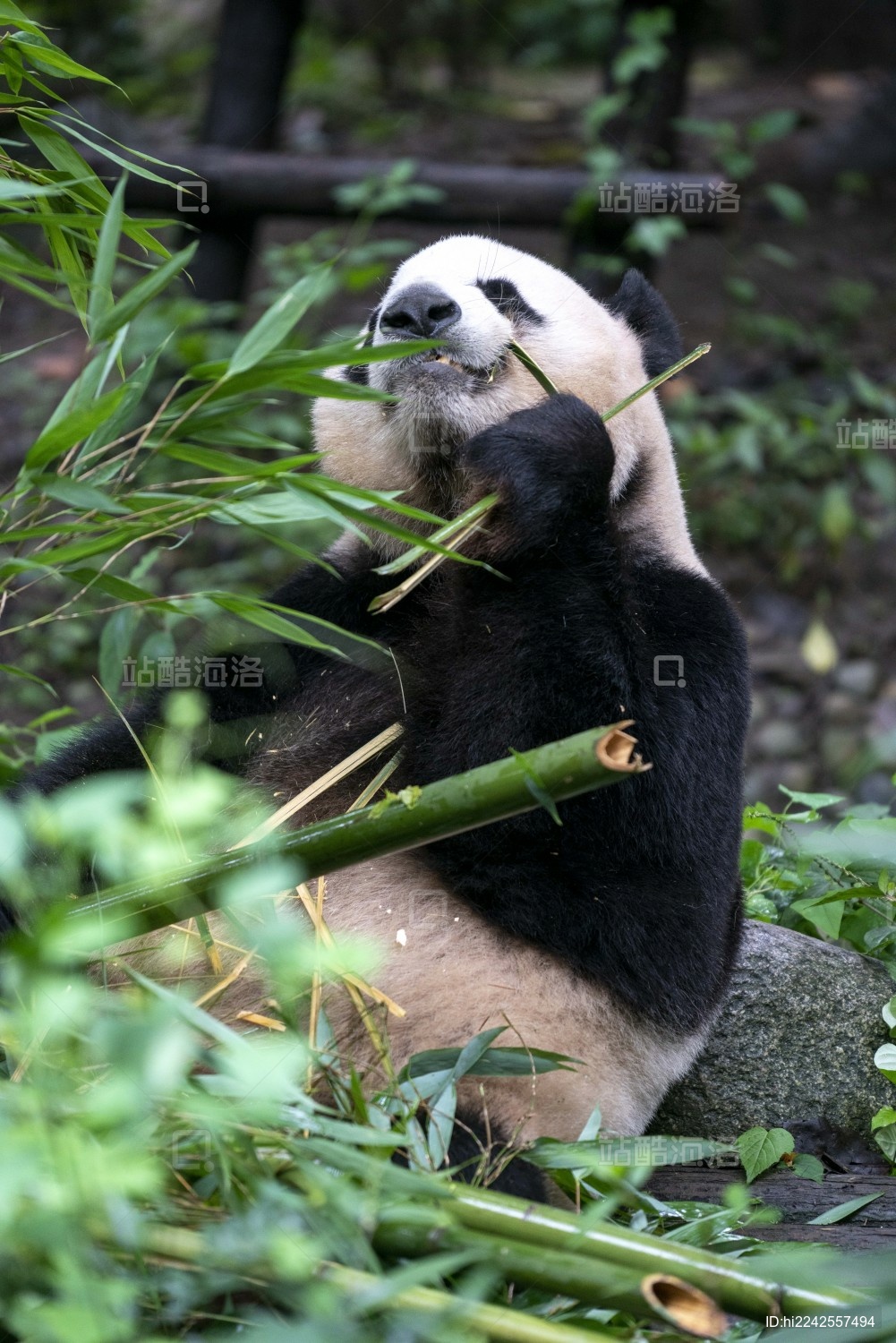 四川成都大熊猫基地野生动物呆萌可爱进食竹
