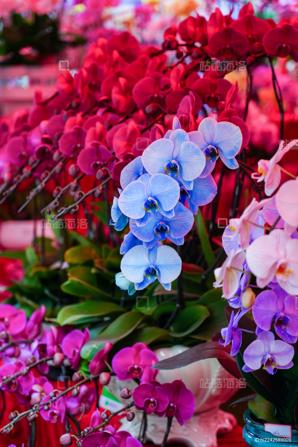 花市的蓝色蝴蝶兰特写