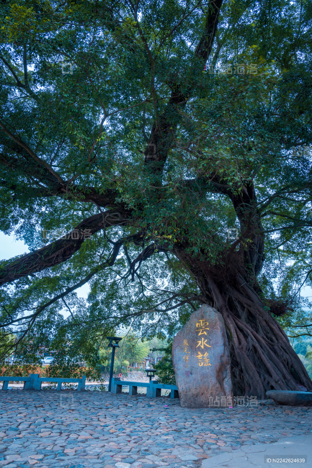 云水谣景区的老榕树