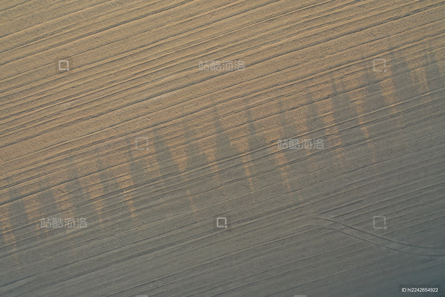 树尖的阴影投射在土地上