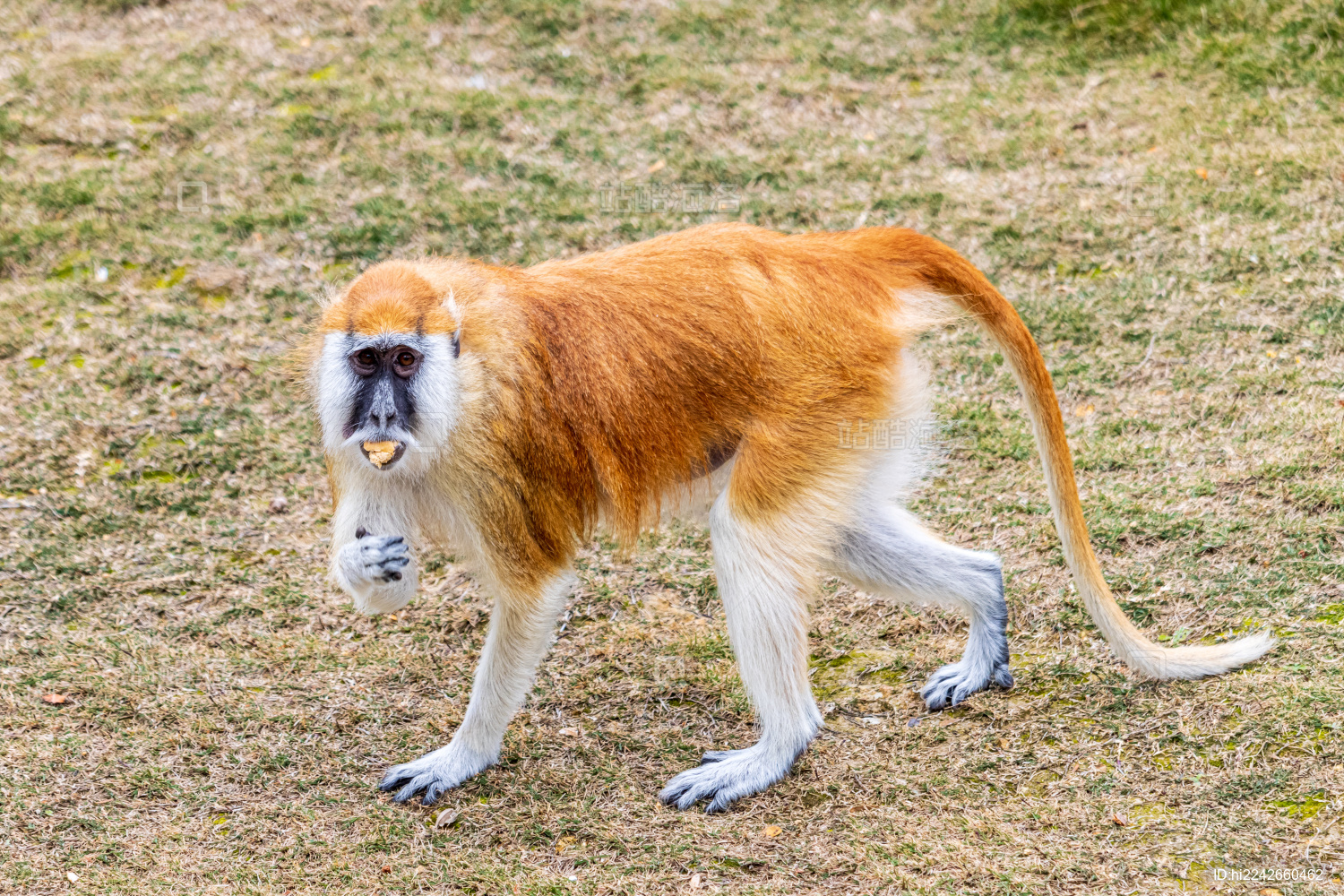 动物园里的赤猴