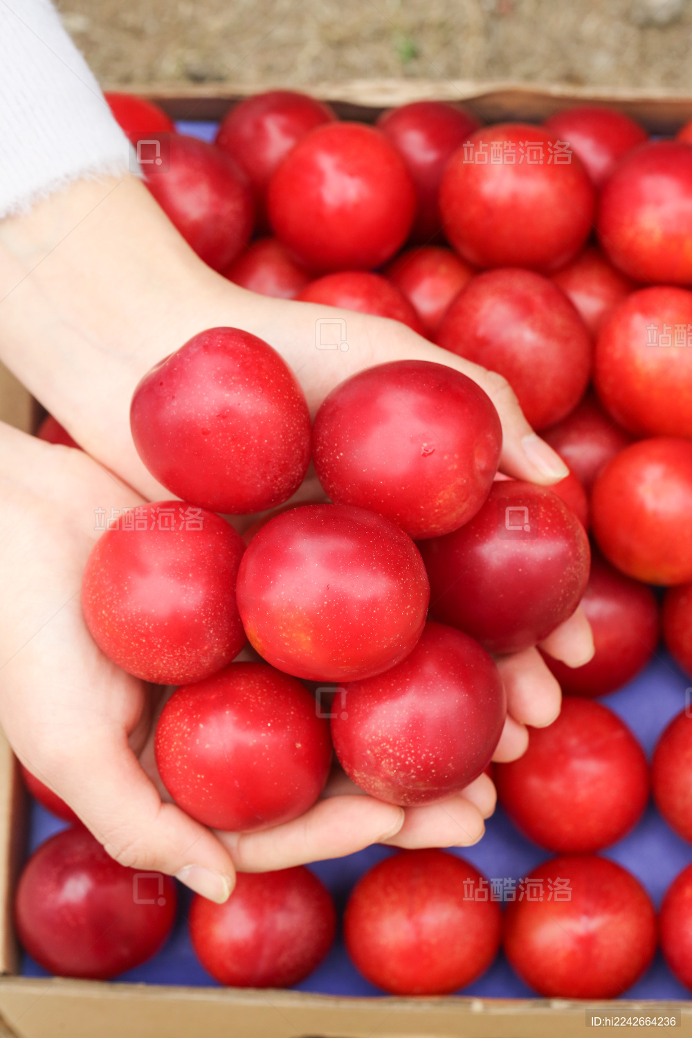 手里拿着樱桃李