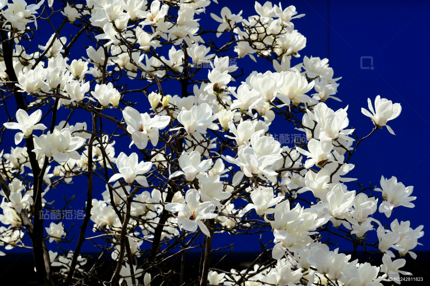 白如雪粉如霞 浙江金华街头玉兰花开满枝头