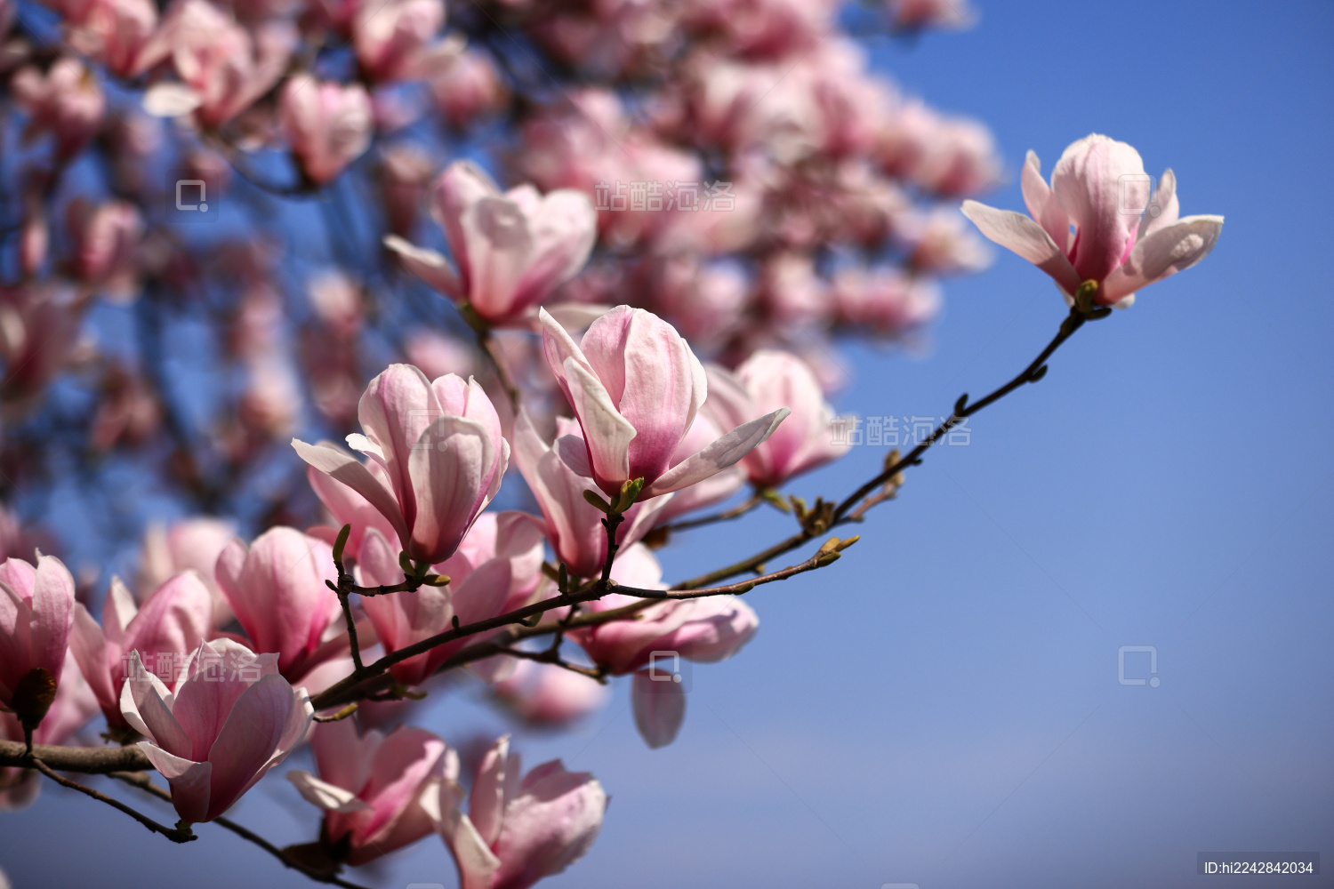 杭州西湖第一名园西湖国宾馆的玉兰花