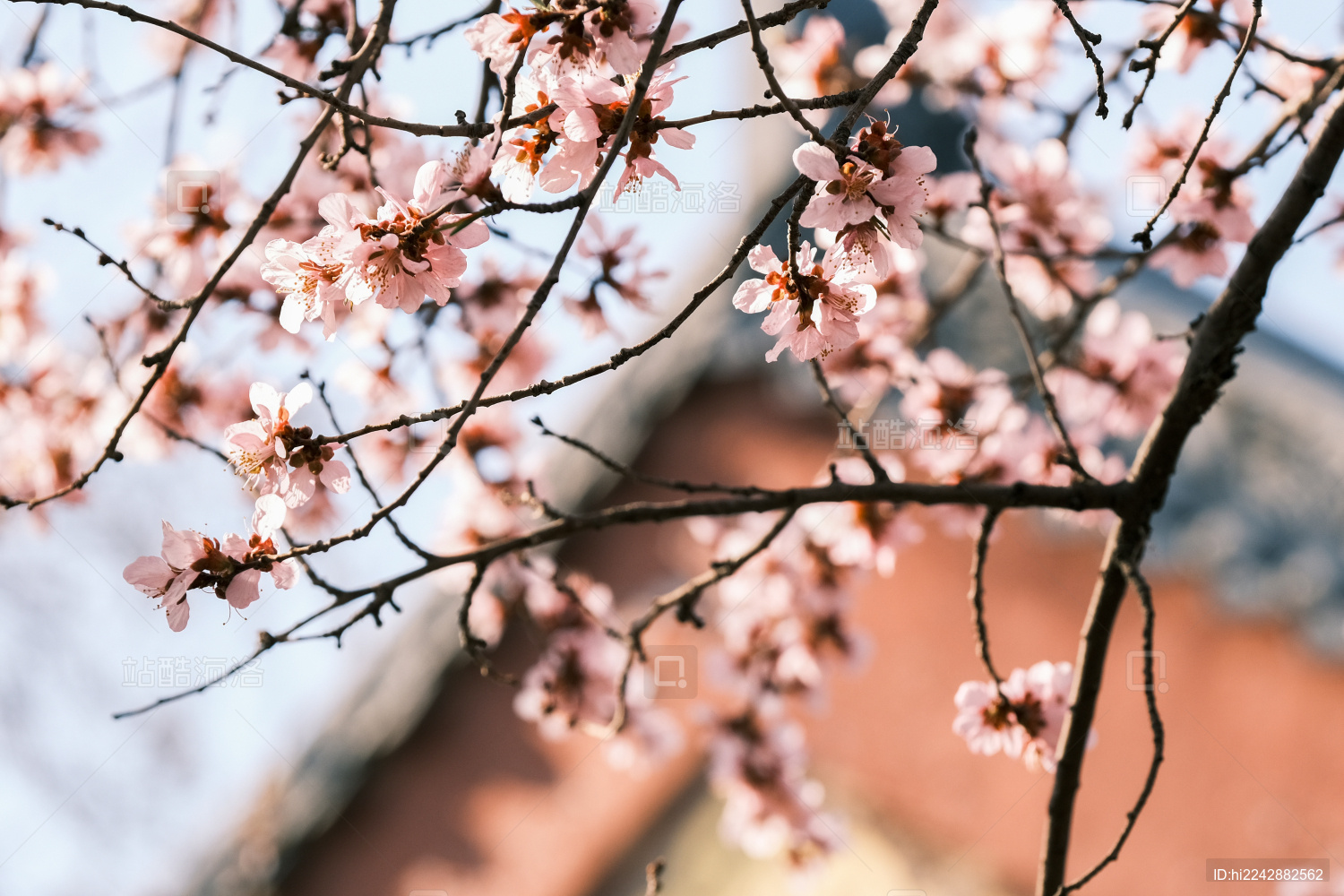 春天的桃花桃树特写蓝天背景