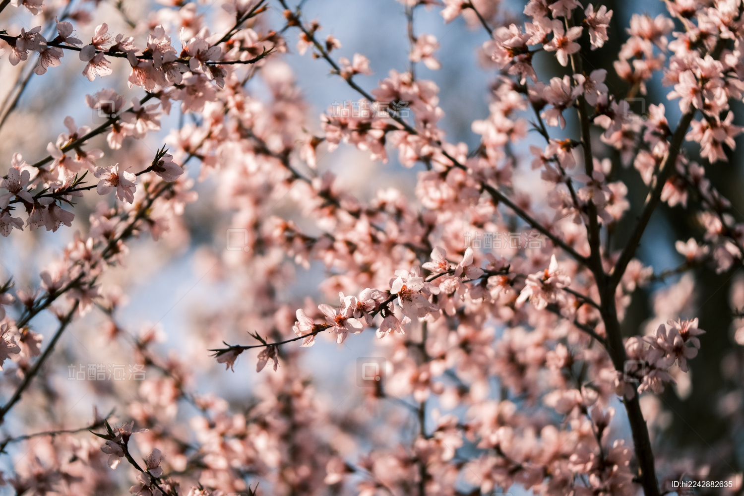 春天的桃花桃树特写蓝天背景
