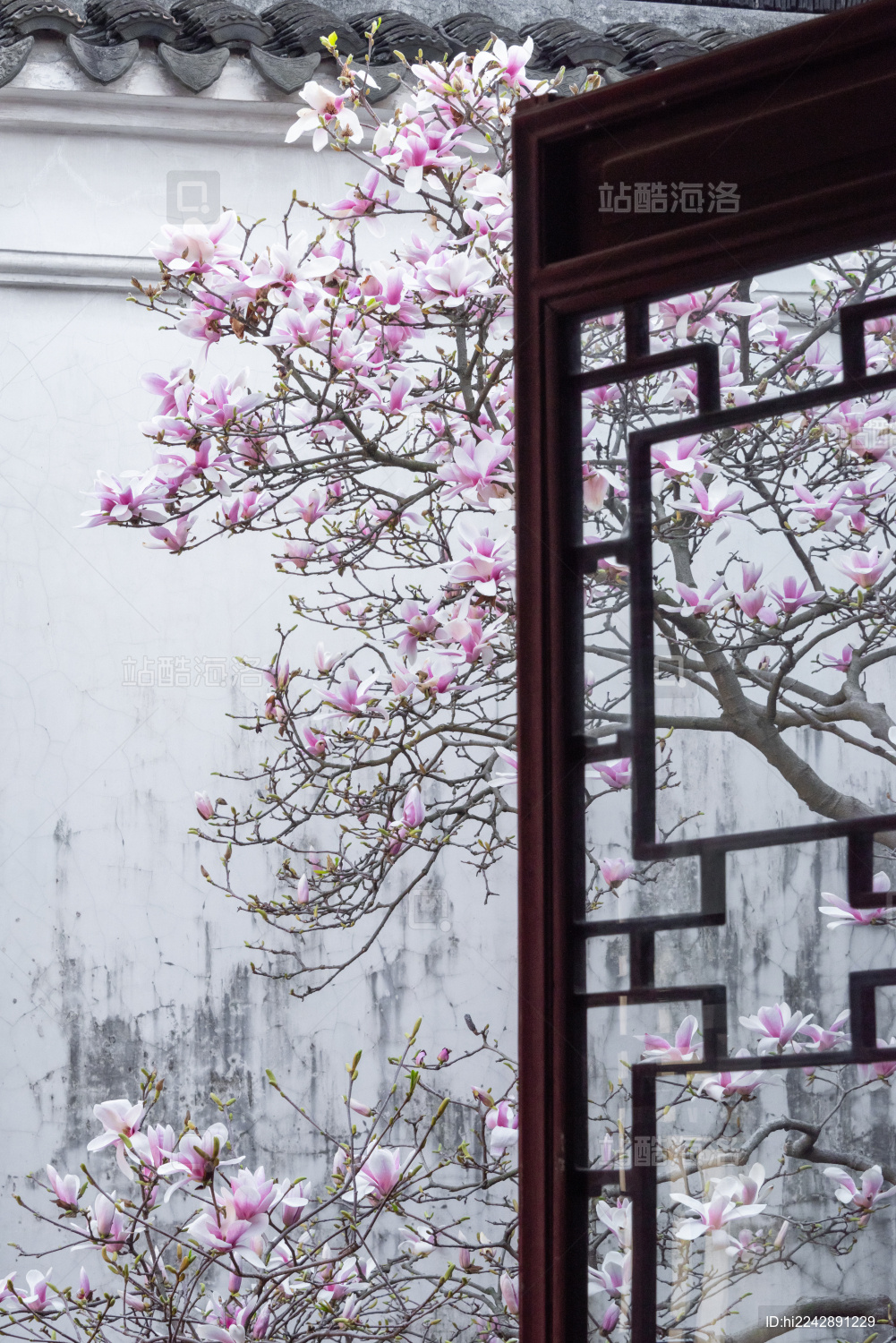 古典园林窗外盛开的玉兰花