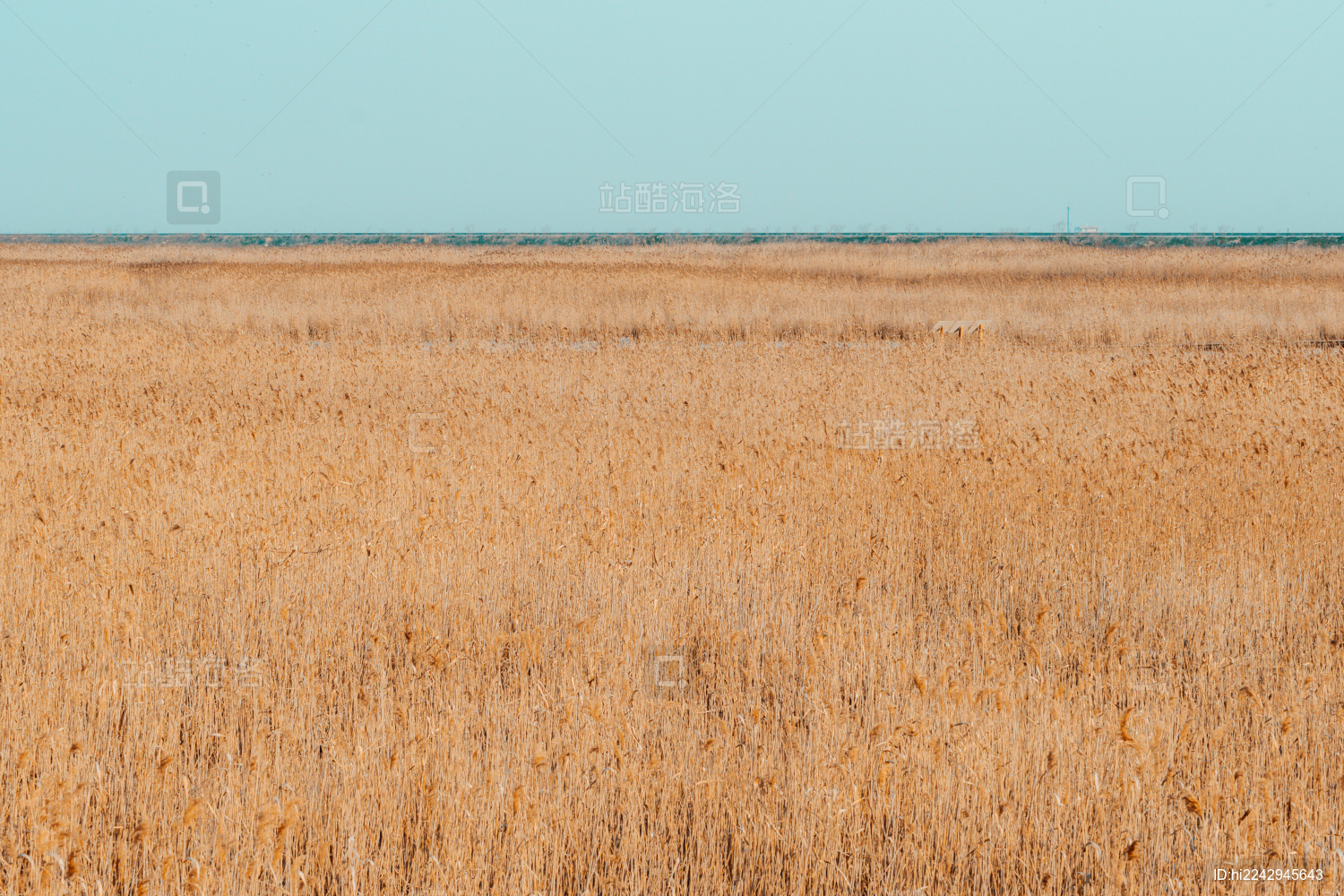 芦苇荡湿地公园