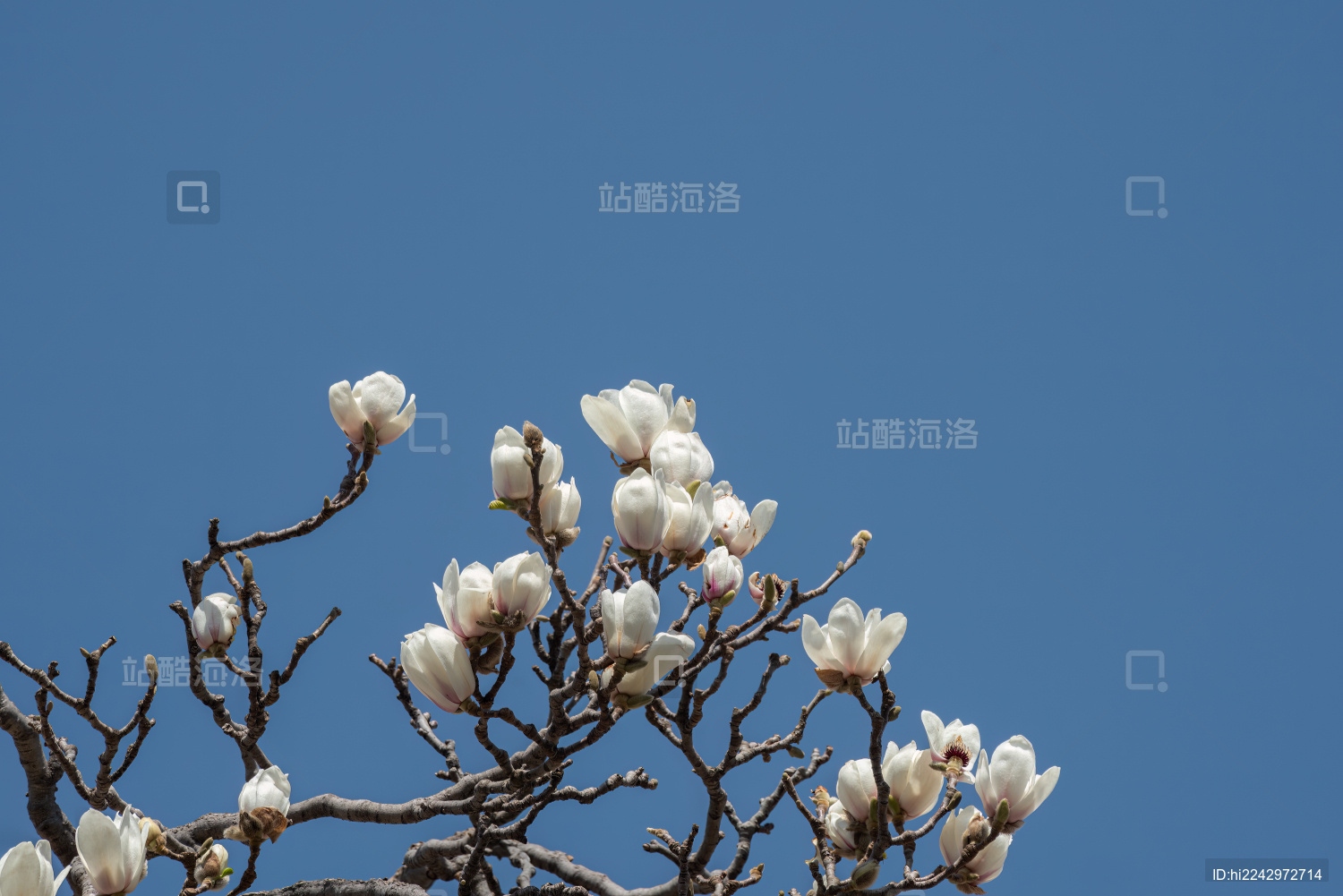 蓝天背景下盛开的白色玉兰花