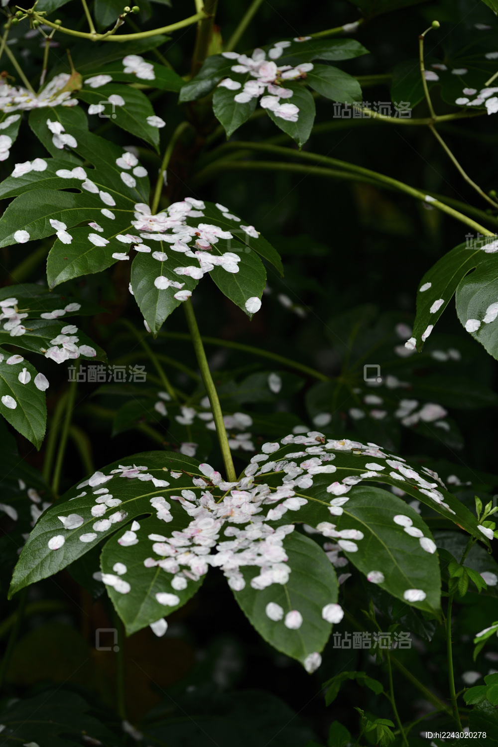 树叶上的樱花瓣_站酷海洛_正版图片_视频_字体_音乐素材交易平台_站酷旗下品牌
