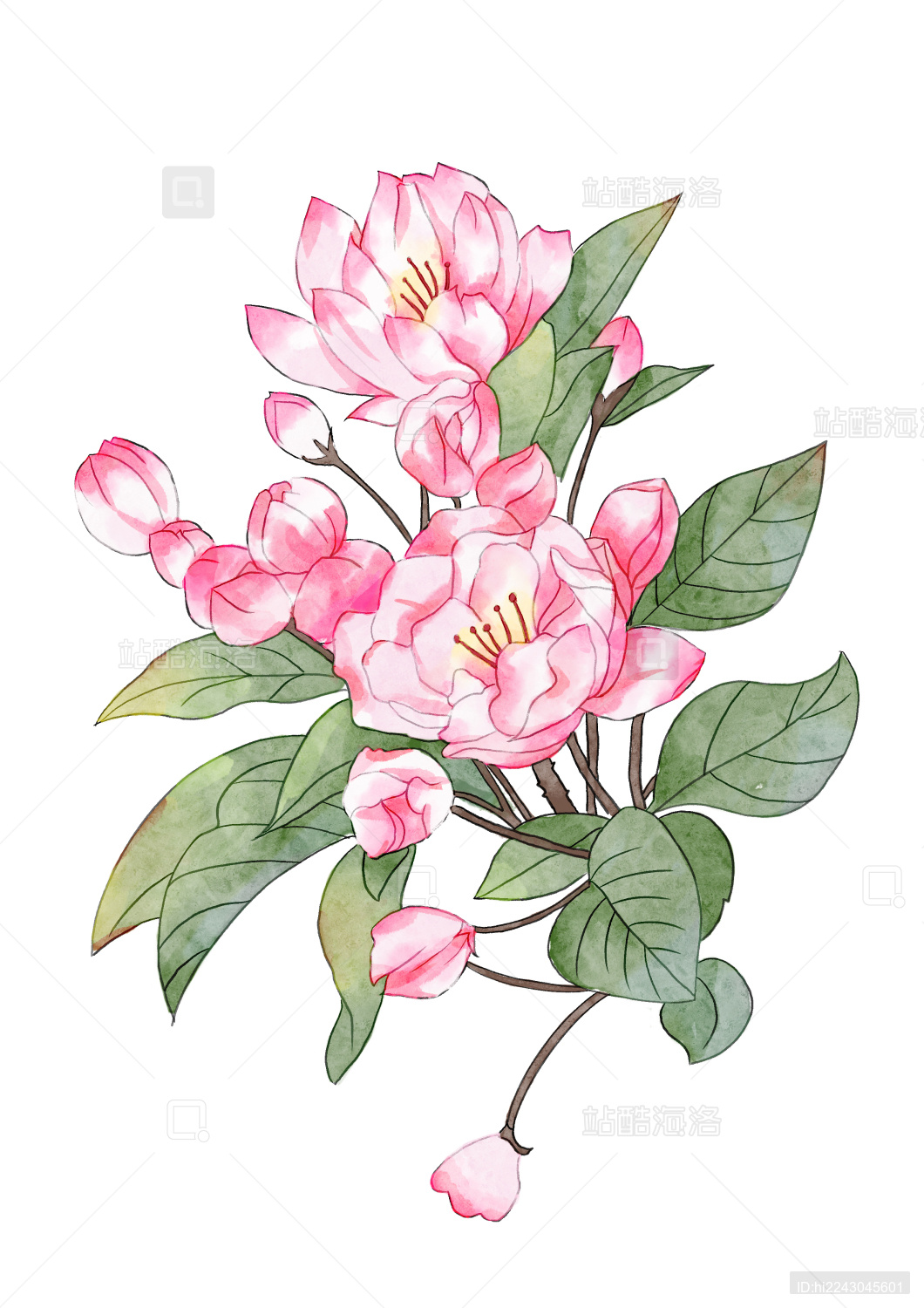 国风水彩海棠花花卉手绘插画