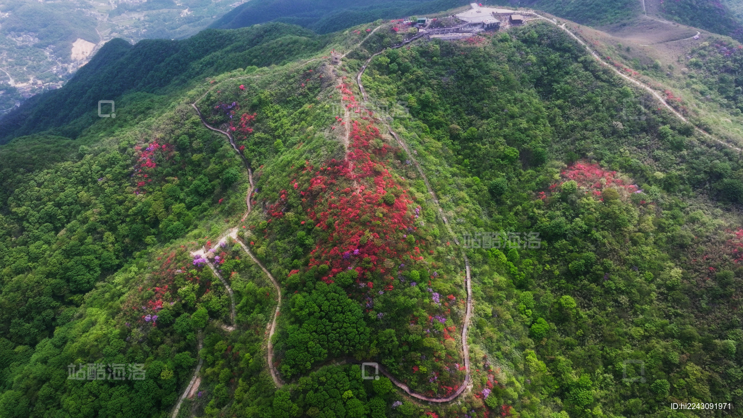 杭州余杭鸬鸟山顶杜鹃花春天映山红航拍