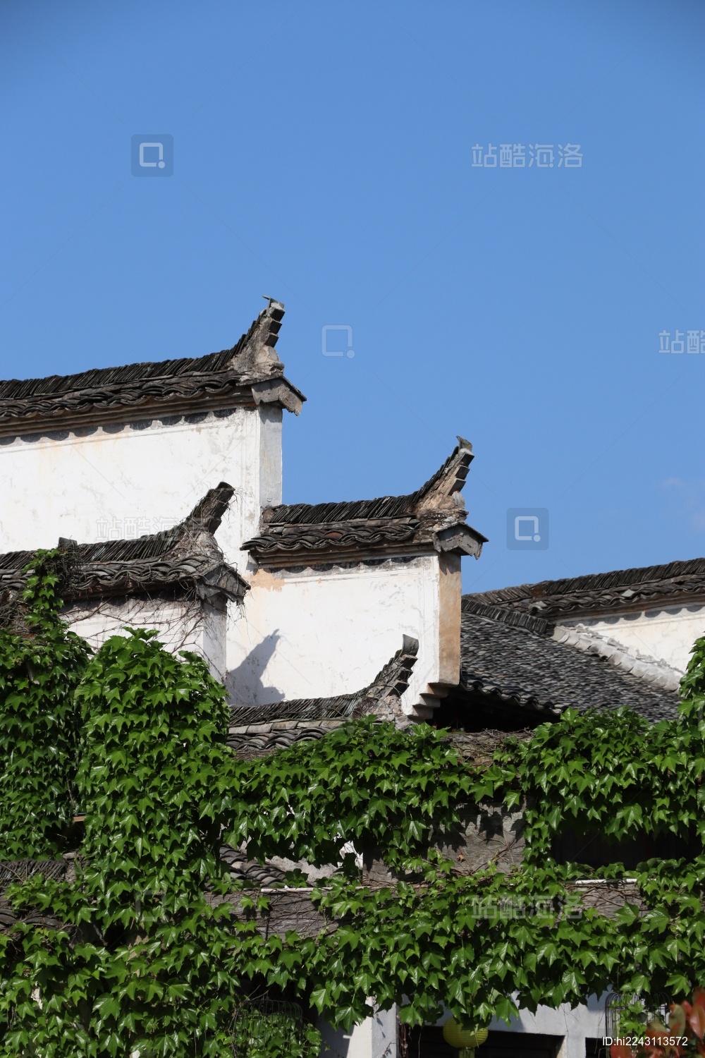 蓝天之下秀里古镇爬山虎笼罩之下的徽派建筑