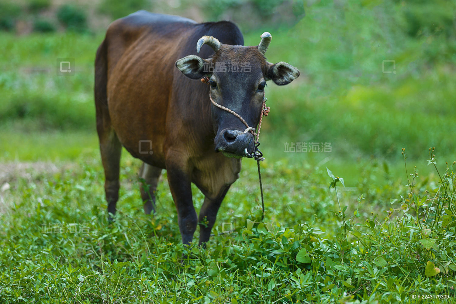 乡间草地上的黄牛