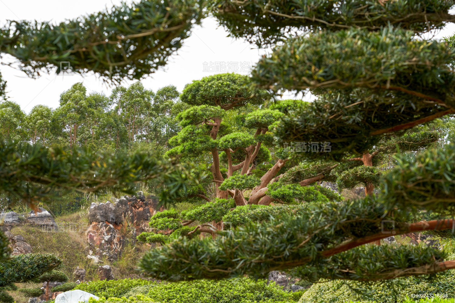 美丽的日式花园里的植物和置景