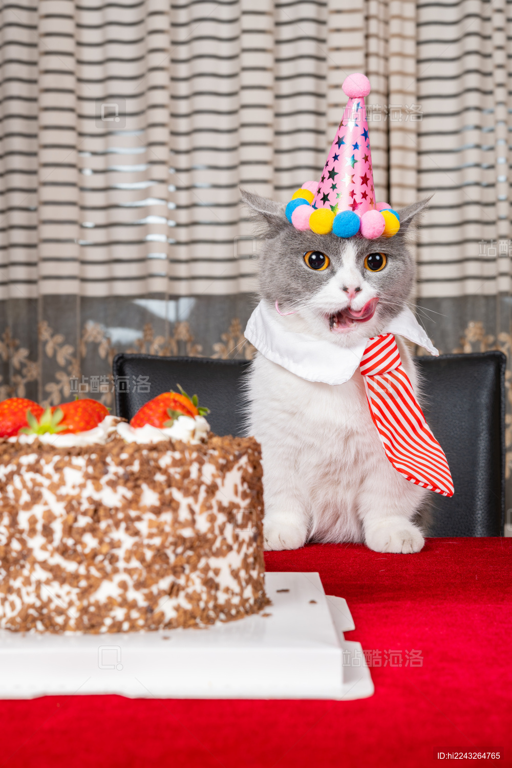 英短蓝白萌猫庆祝生日