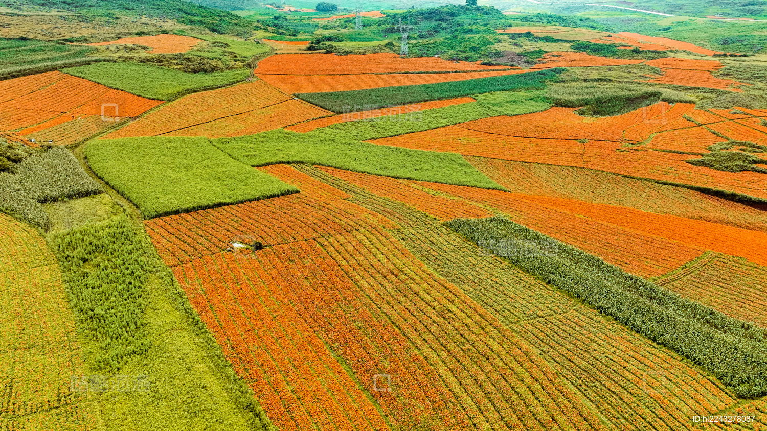云南文山丘北舍得草场云雾缭绕花海万寿菊