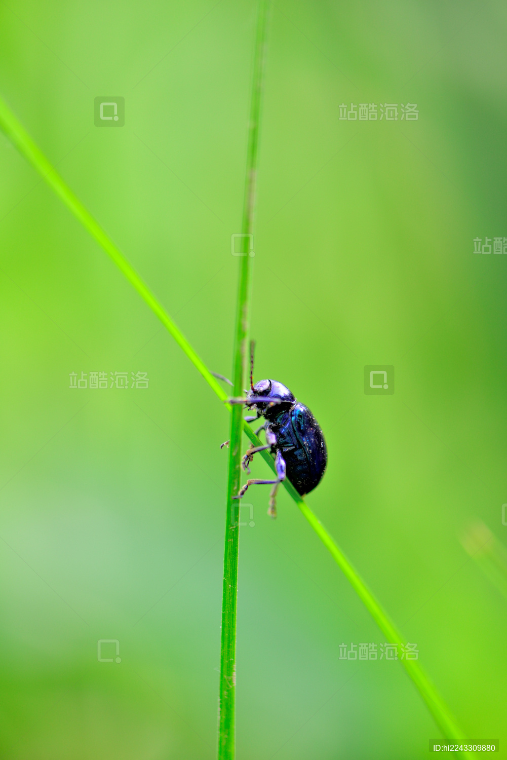 夏天绿色背景下的蓝色甲壳类昆虫