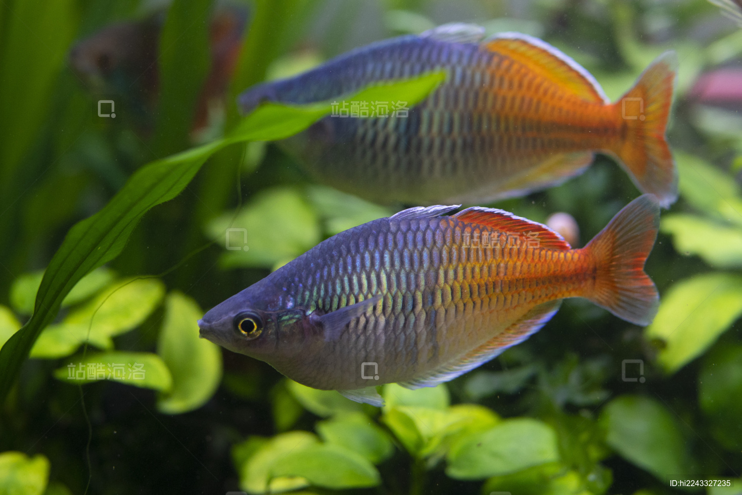 热带观赏鱼彩虹鱼石美人