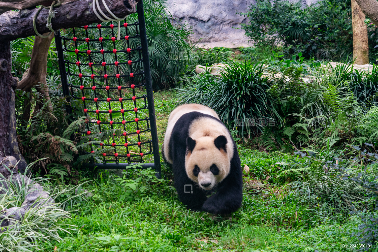 动物园中正在活动玩耍的大熊猫