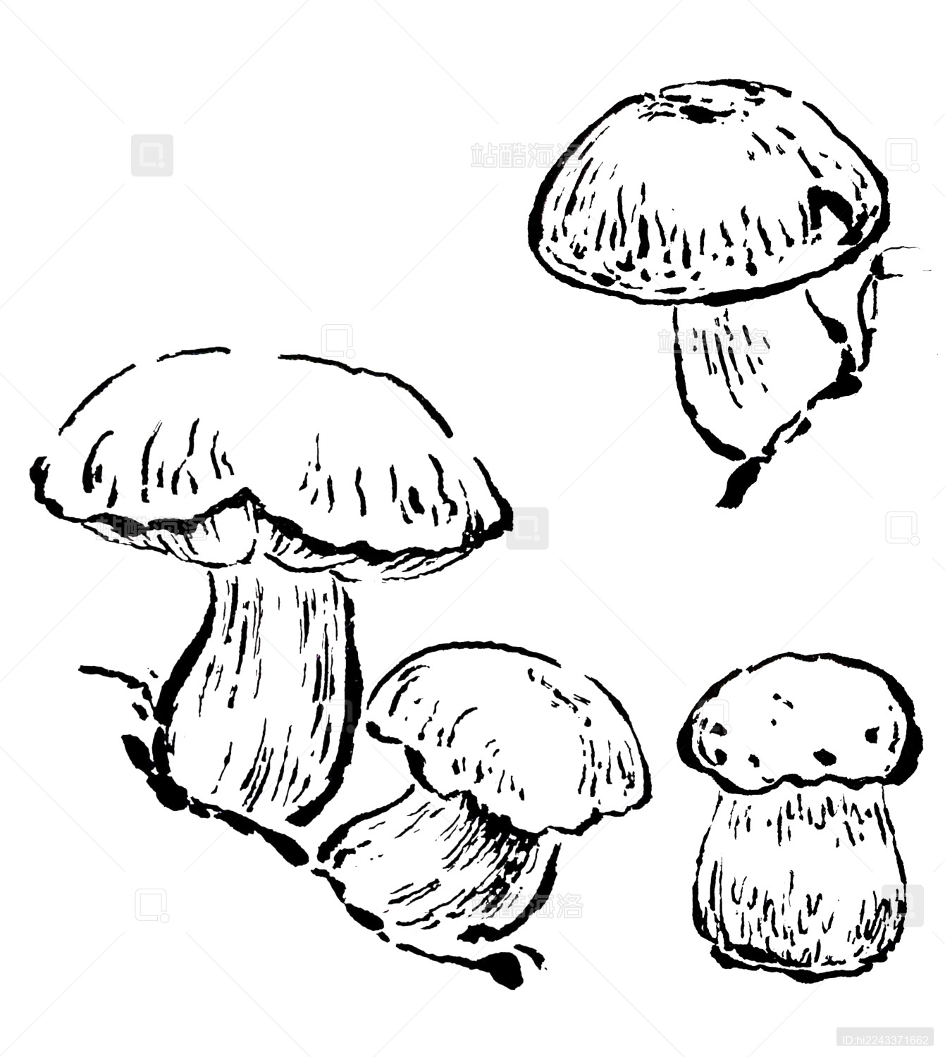 牛肝菌白描勾线