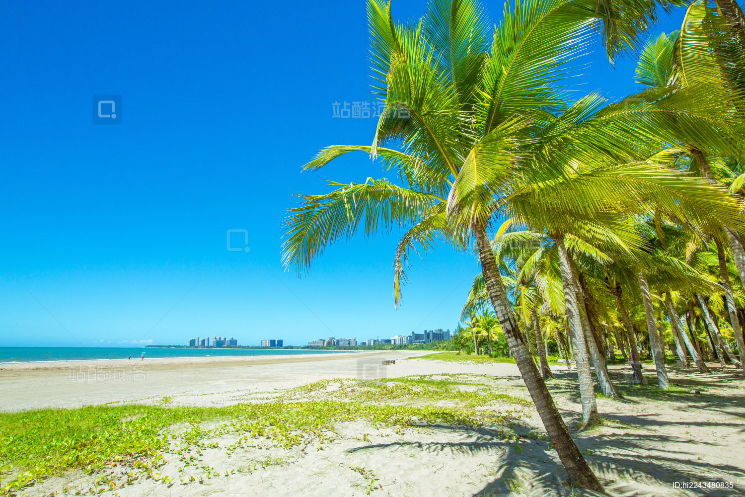 海南省文昌市高隆湾海滨椰林自然风光