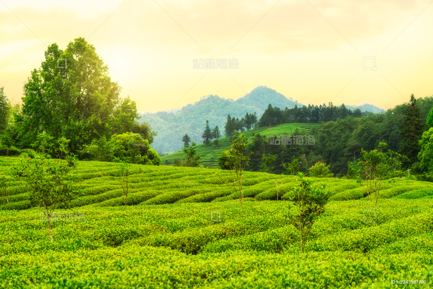 福建省南平市武夷山燕子窠茶叶种植园日出