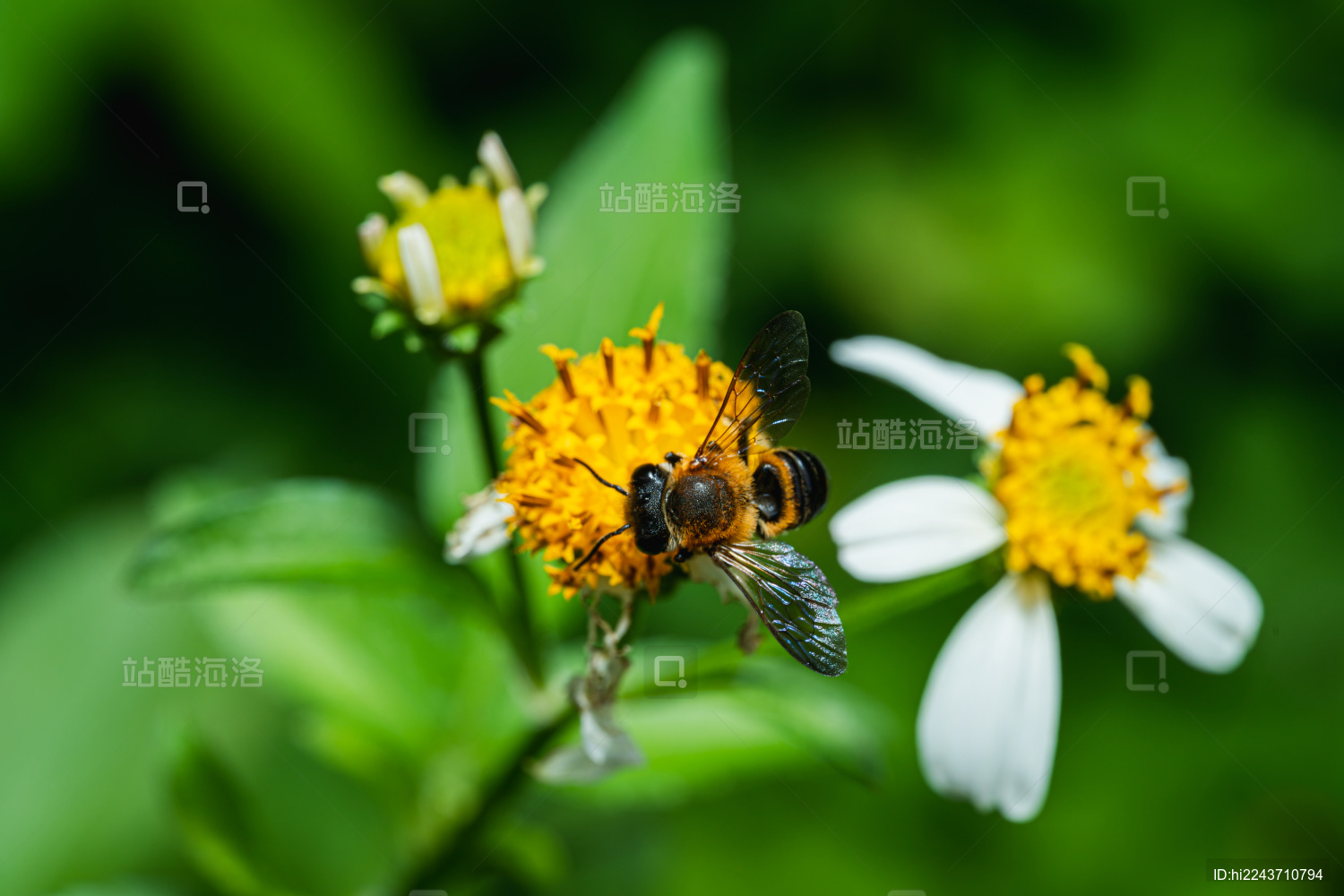 蜜蜂在花上授粉的特写镜头