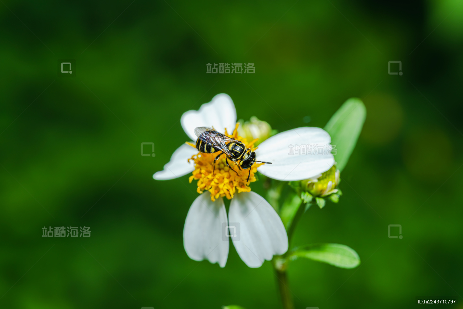 蜜蜂在花上授粉的特写镜头