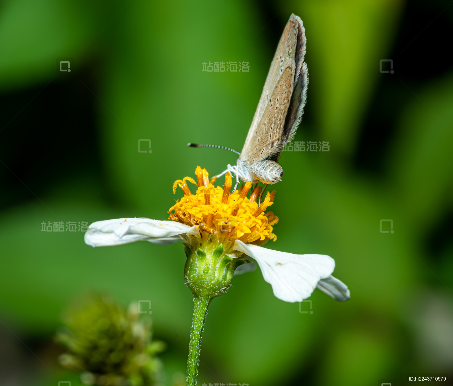蝴蝶在花上授粉的特写镜头