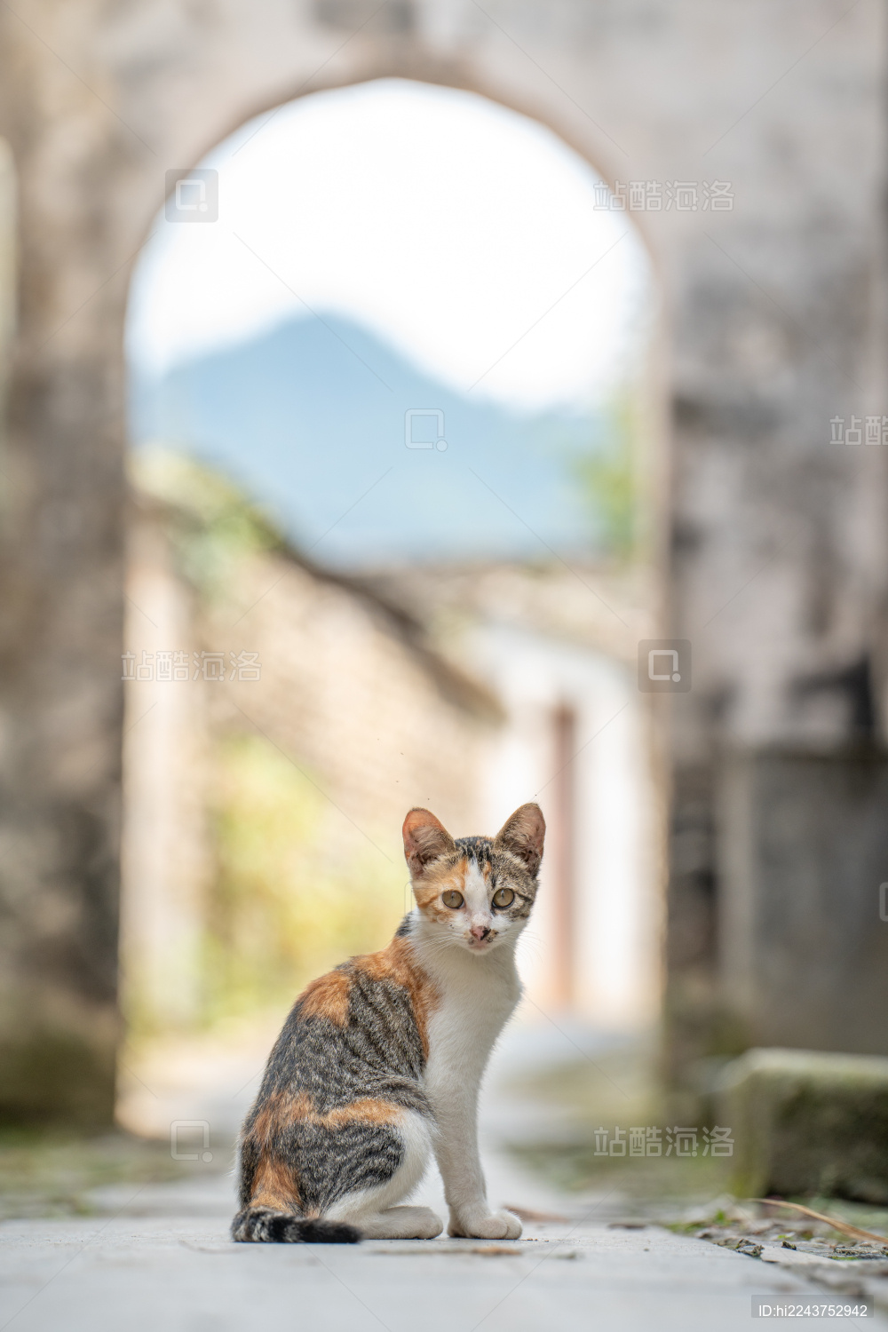 古镇里的中华田园猫