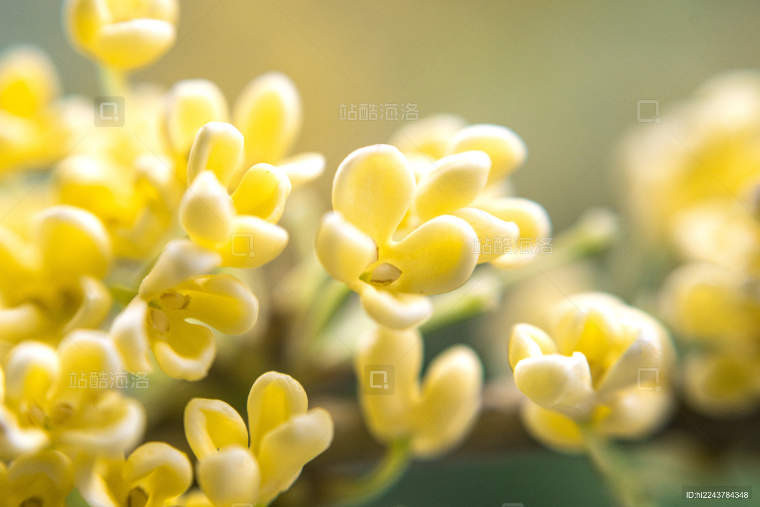 盛开的桂花特写