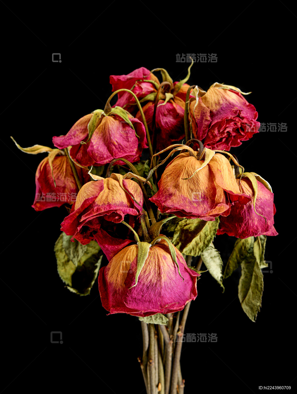 黑色背景上的一束干花红玫瑰