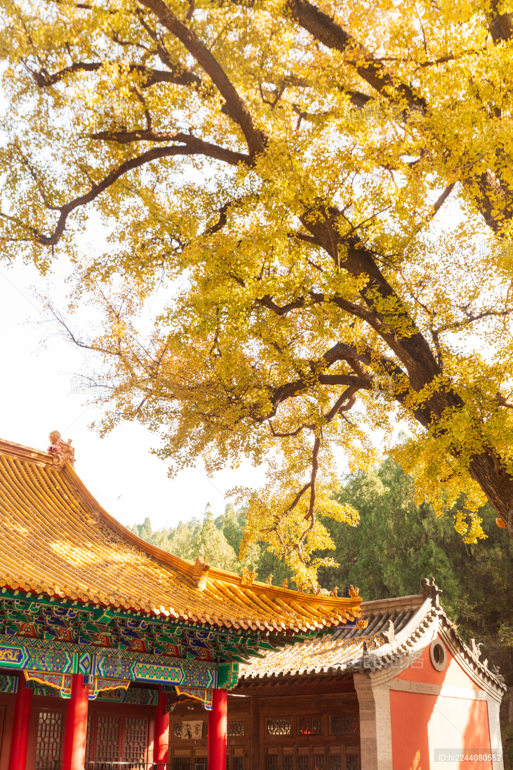 山东济南淌豆寺秋天黄色千年银杏树叶子金黄