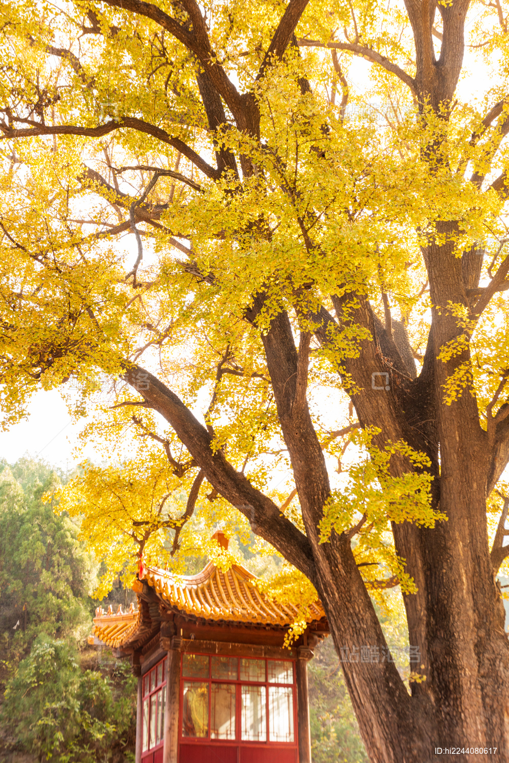 山东济南淌豆寺秋天黄色千年银杏树叶子金黄