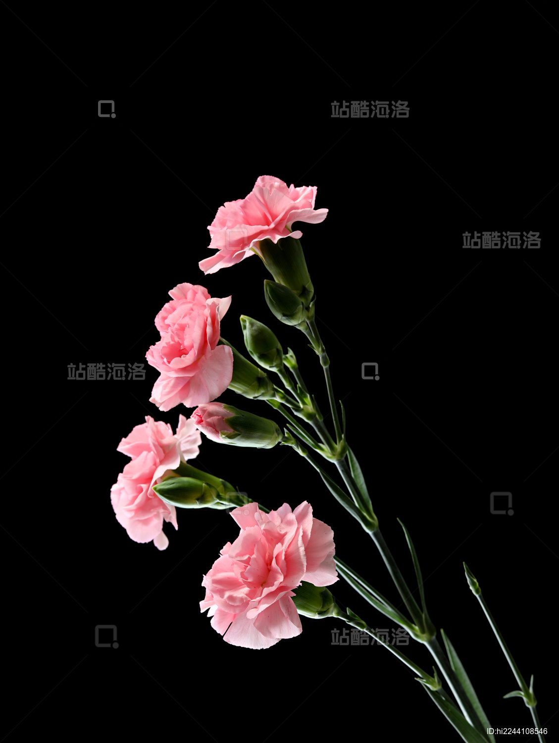 黑色背景上的一束母亲节鲜花康乃馨