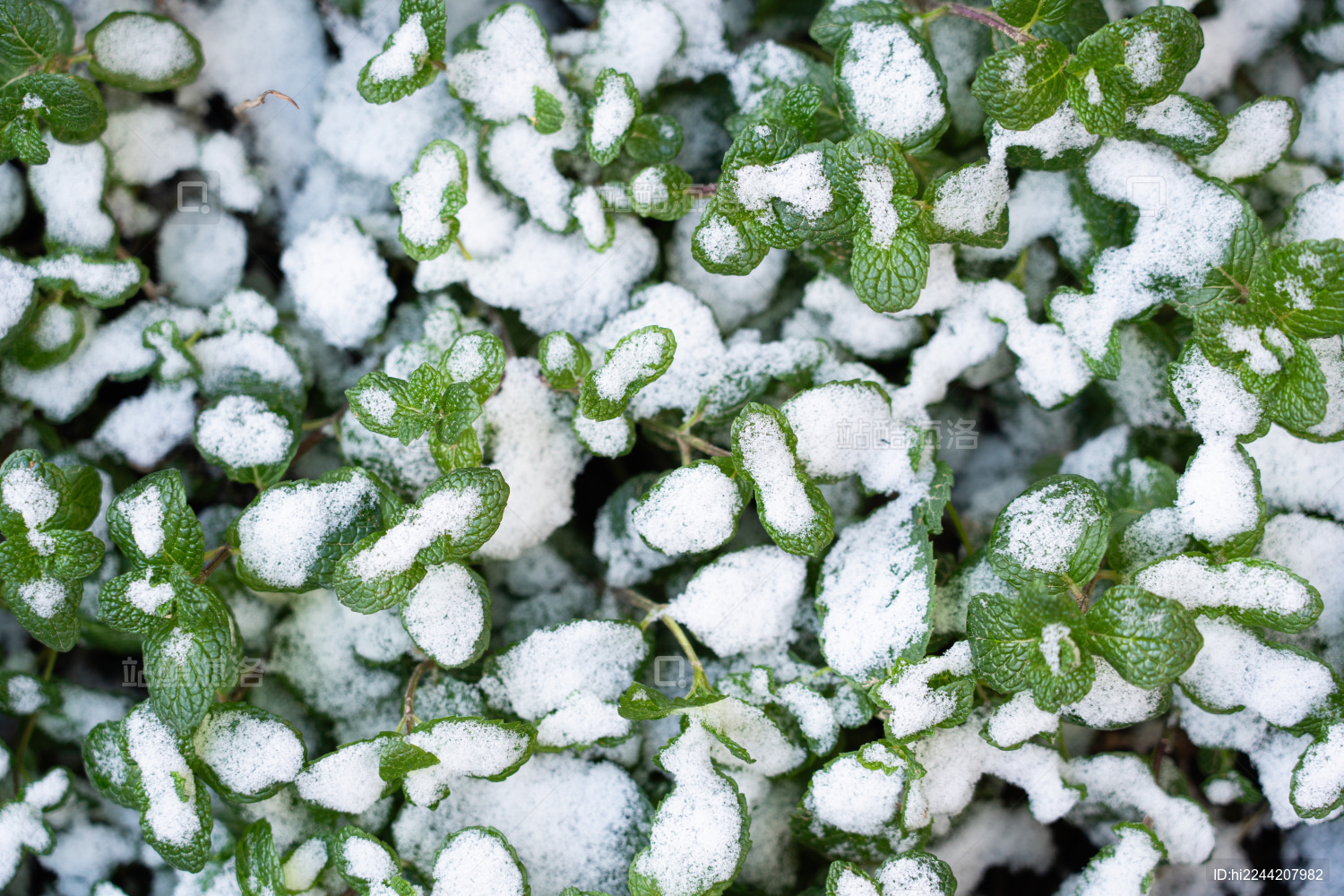 绿叶上覆盖的白雪