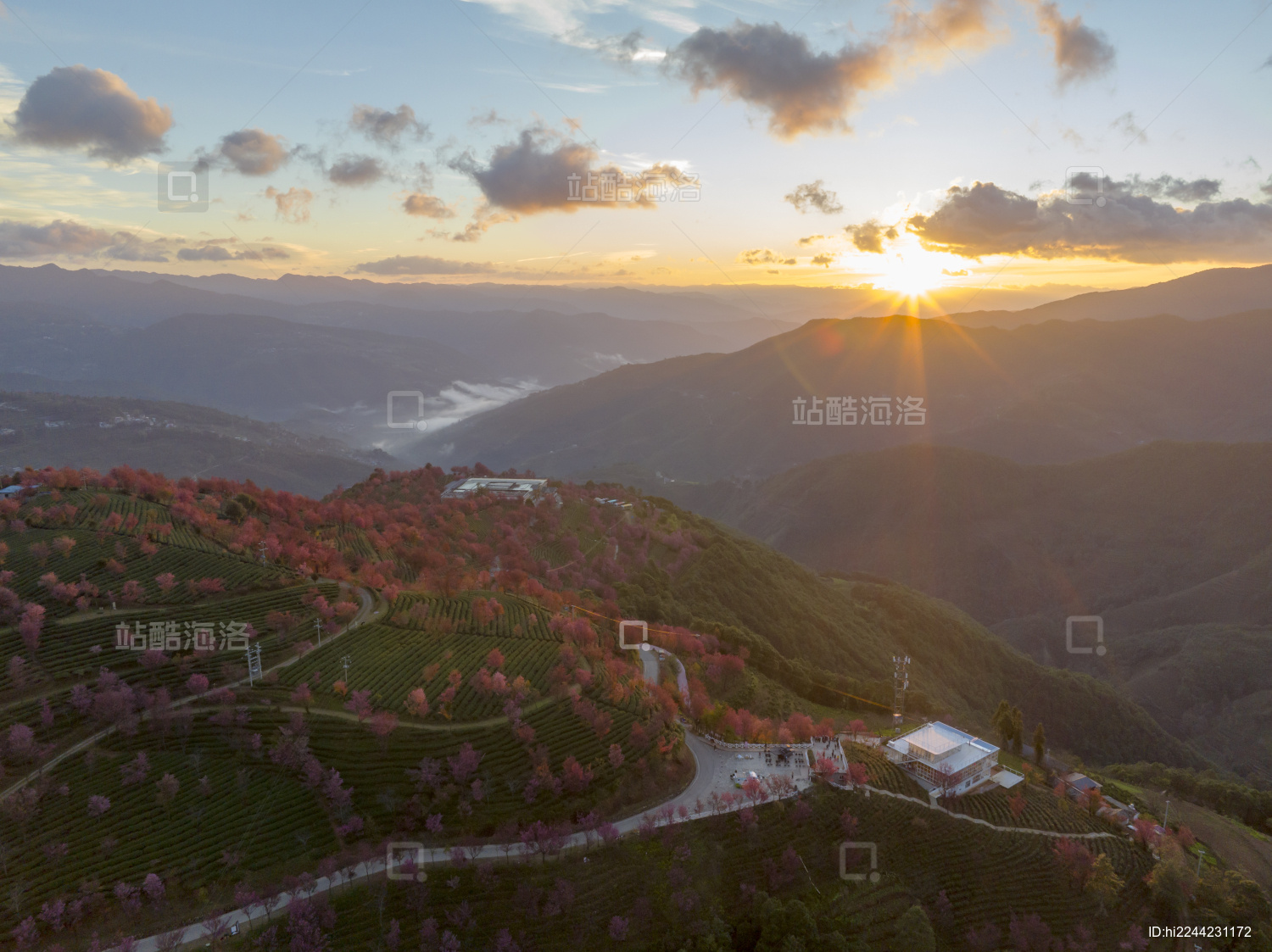 冬日大理无量山樱花谷日出云海茶园