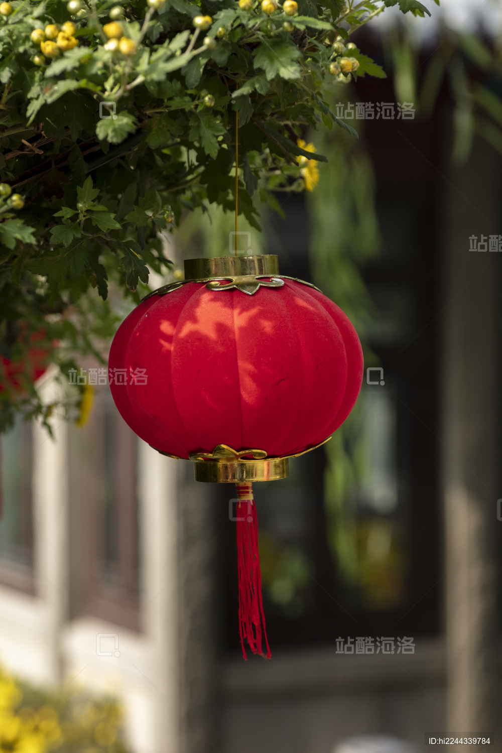 树枝上悬挂的红色灯笼
