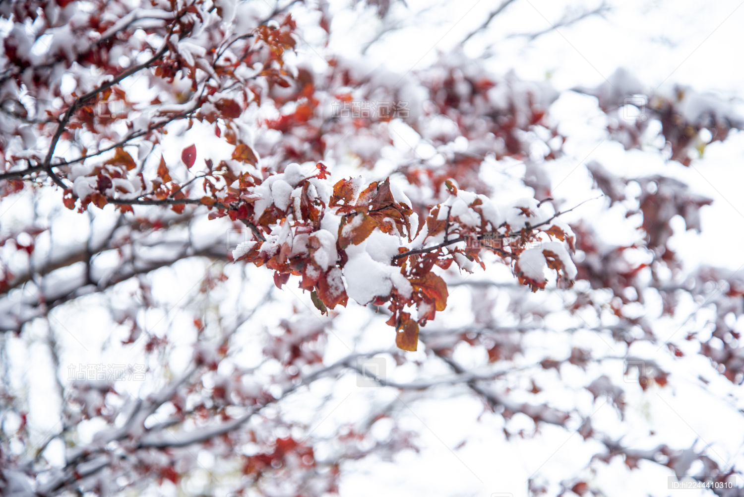 冬天树叶上的落雪 