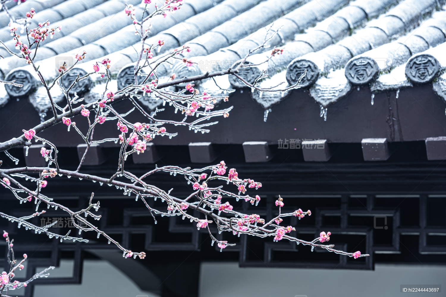 中国湖北武汉东湖梅园风景区梅花