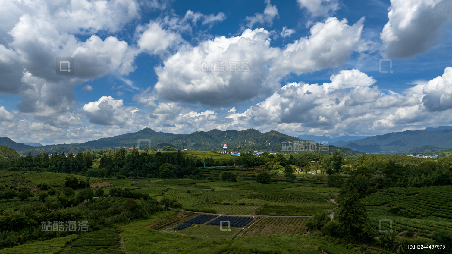 武夷山茶园茶叶种植基地